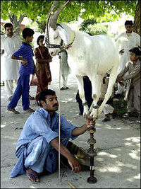 Goatonpole Goatonpole