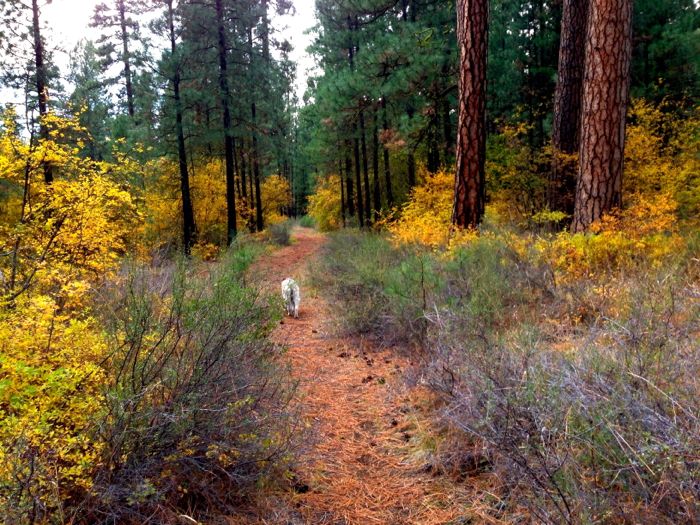Metolius dog walk Metolius dog walk