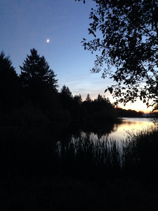 Lake dog walk Lake dog walk