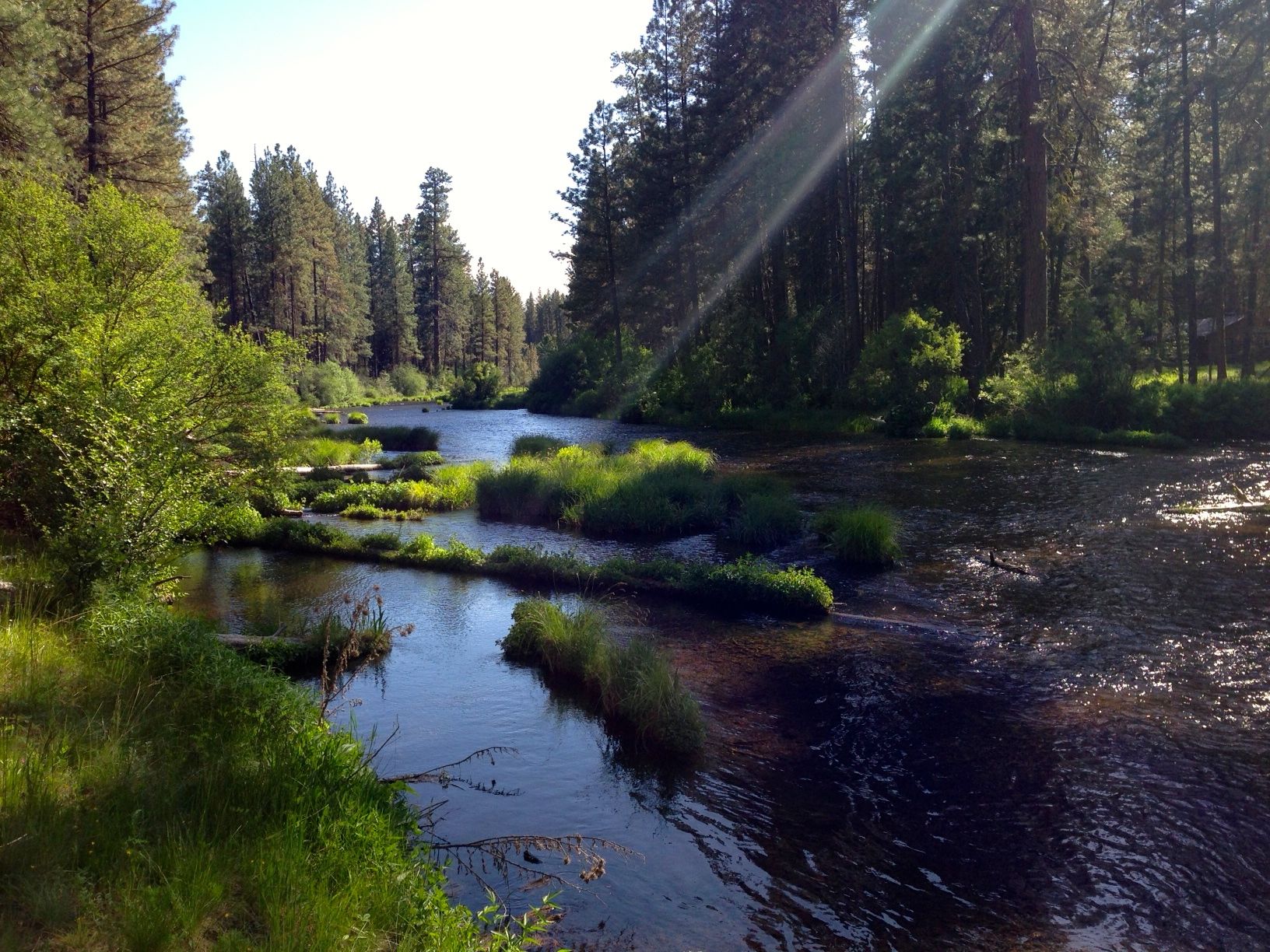 Metolius River near sunset Metolius River near sunset