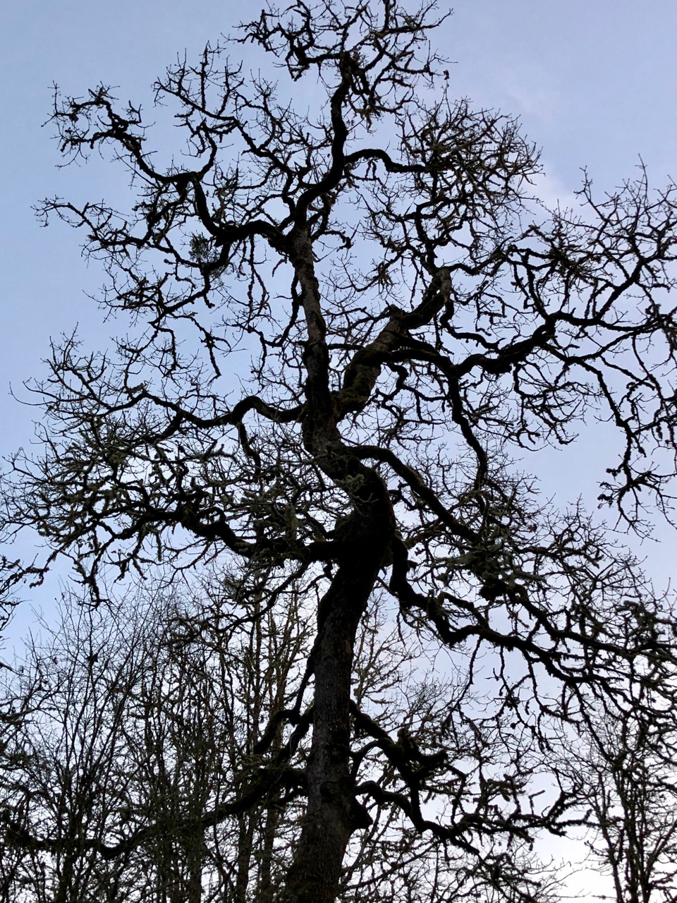 Oak tree in rural south Salem Oak tree in rural south Salem