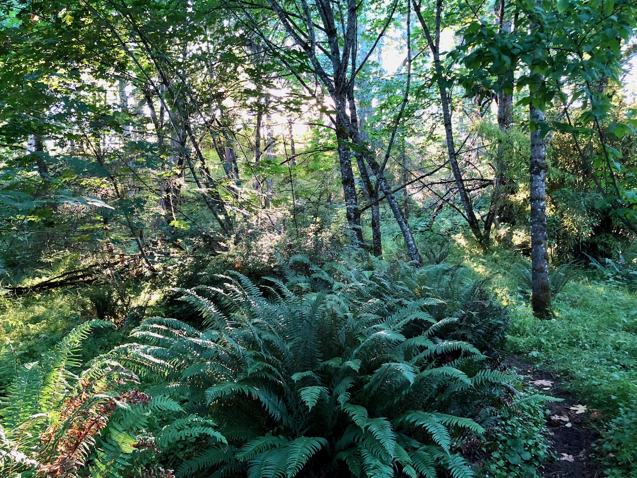 June ferns June ferns