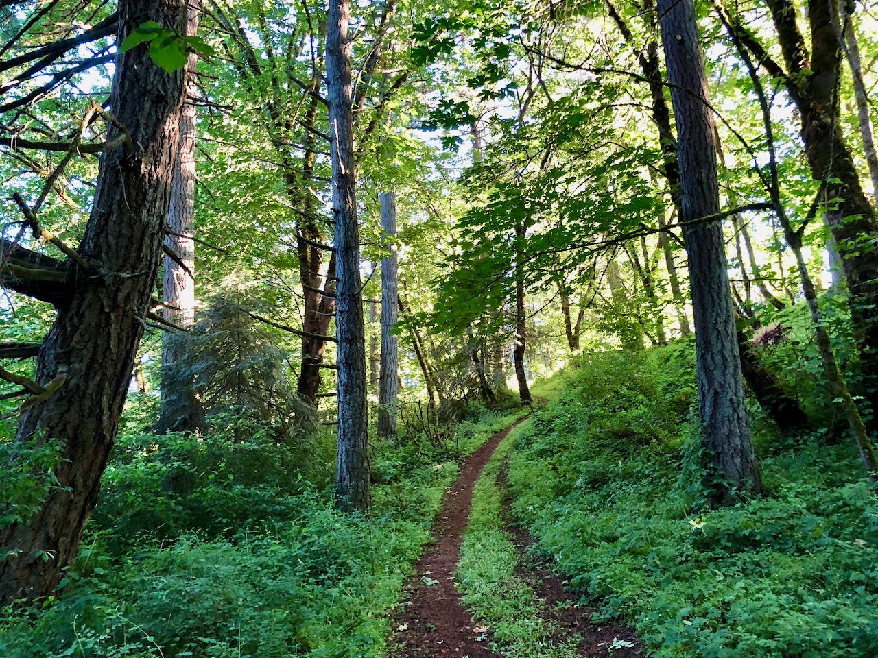 June path in woods June path in woods