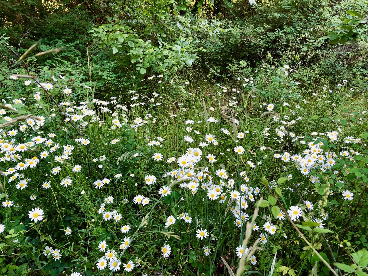 June daisies June daisies