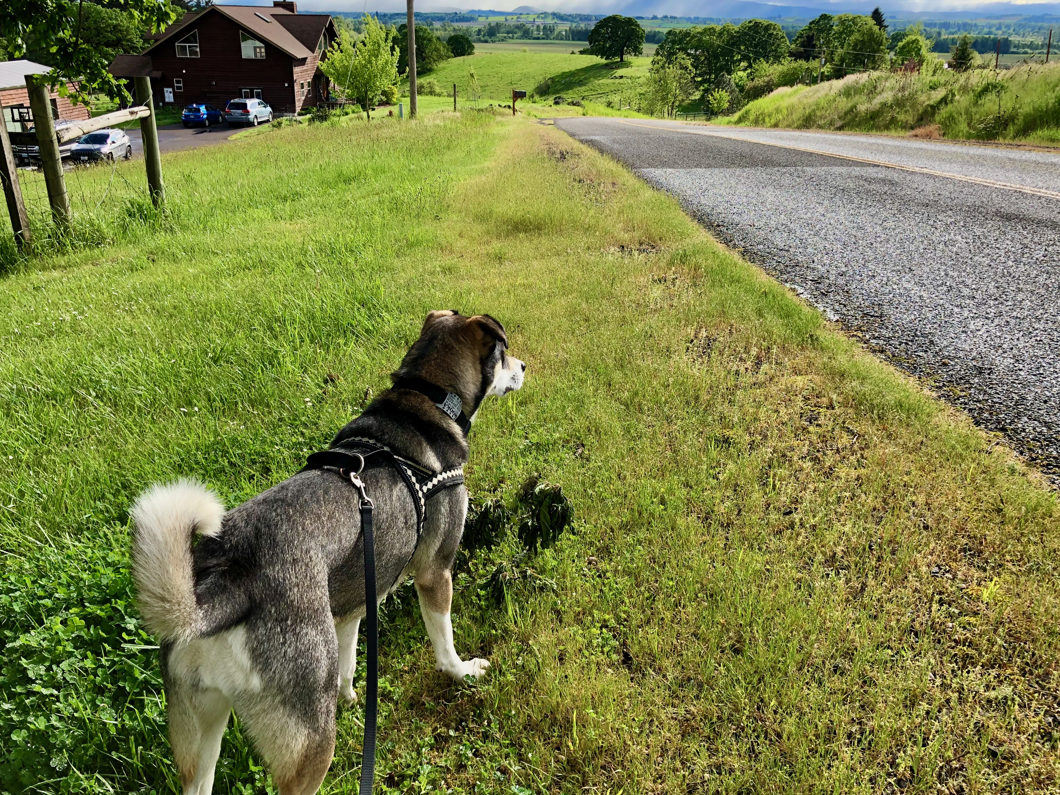 Mooka our dog Mooka our dog