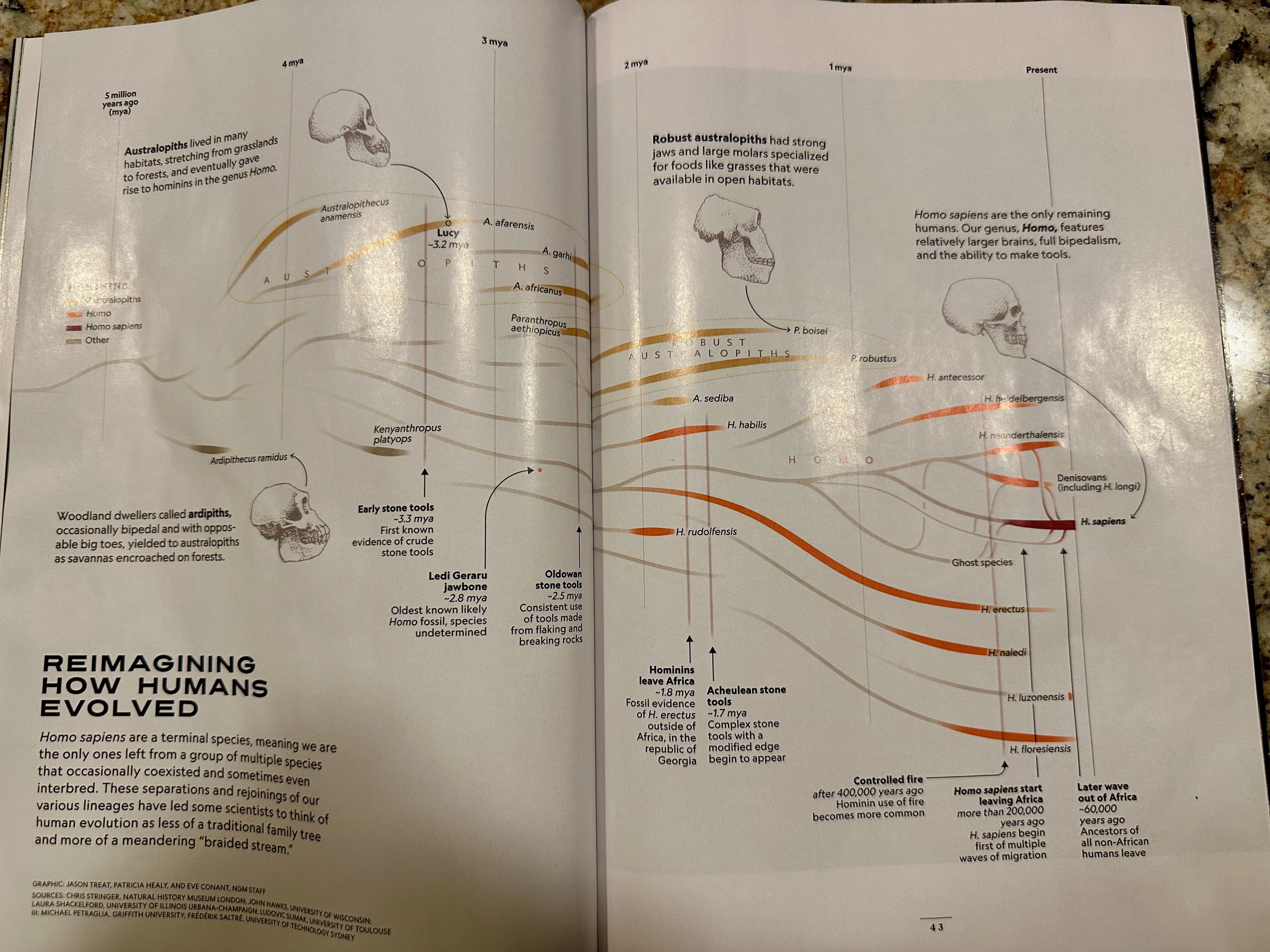 Early humans 2 Early humans 2